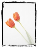 tulips01.jpg